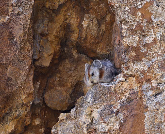 Шыңжаңнан жойылып бара жатқан Іле шарқылдақ тышқаны табылды
