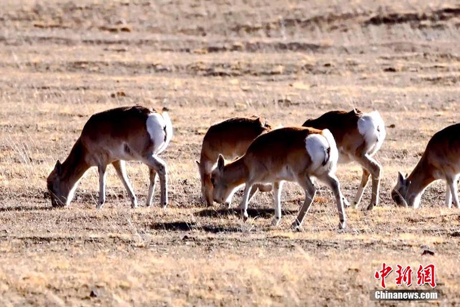 Жойылып кету қаупі төнген жайрандар саны айтарлықтай көбейді