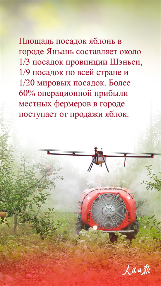 Қытай алмалары неге танымал?