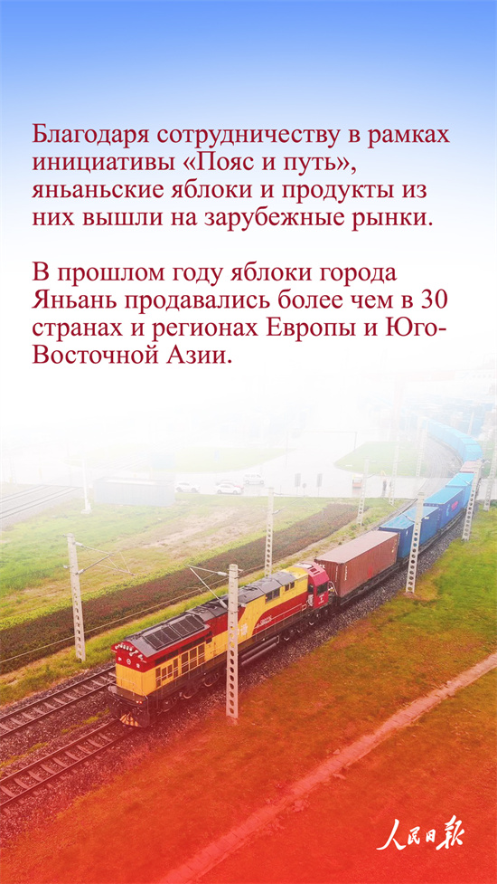 Қытай алмалары неге танымал?