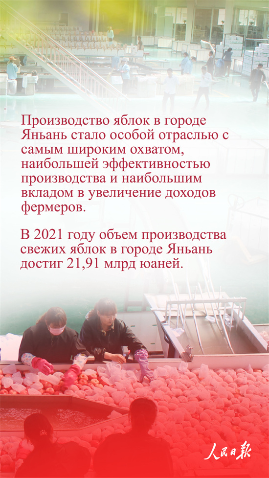 Қытай алмалары неге танымал?