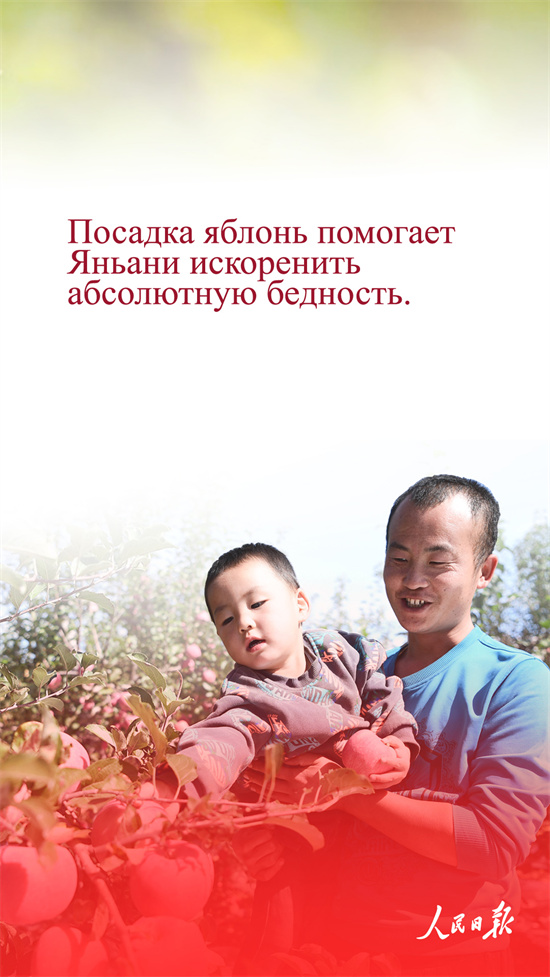 Қытай алмалары неге танымал?