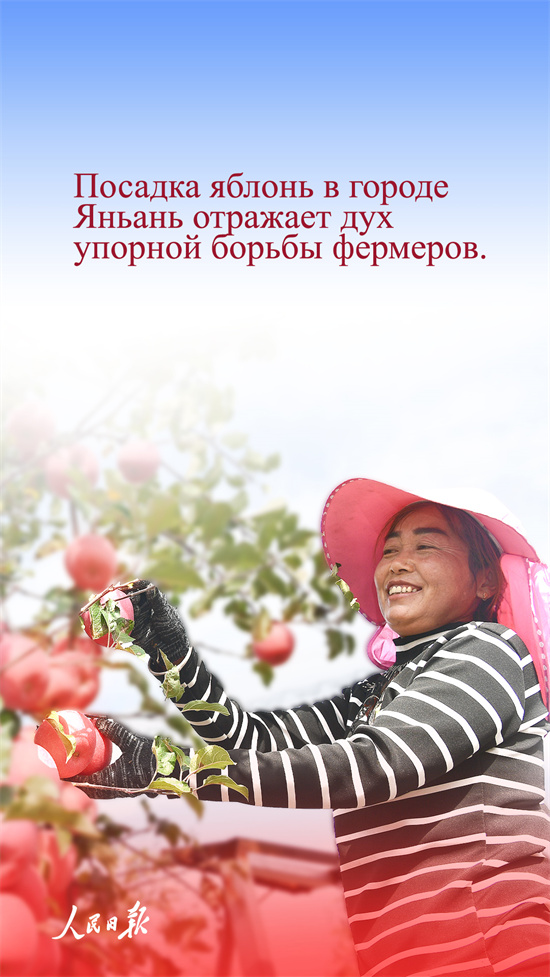 Қытай алмалары неге танымал?