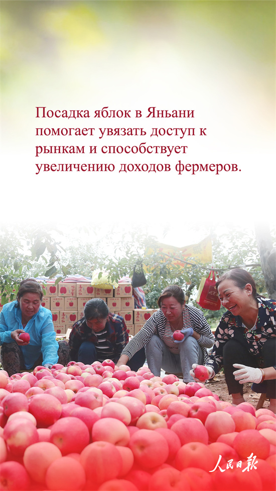 Қытай алмалары неге танымал?