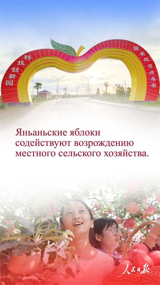 Қытай алмалары неге танымал?