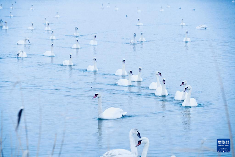 Іле, Шыңжаң: Аққу көлінің қысқы көрінісі