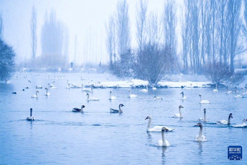 Іле, Шыңжаң: Аққу көлінің қысқы көрінісі