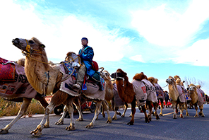 Ганьсудың Гаотай ауданына Жібек жолын бойлаған түйе керуені келді