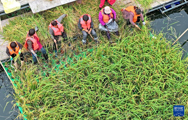Су бетіндегі қалқыма егіндік