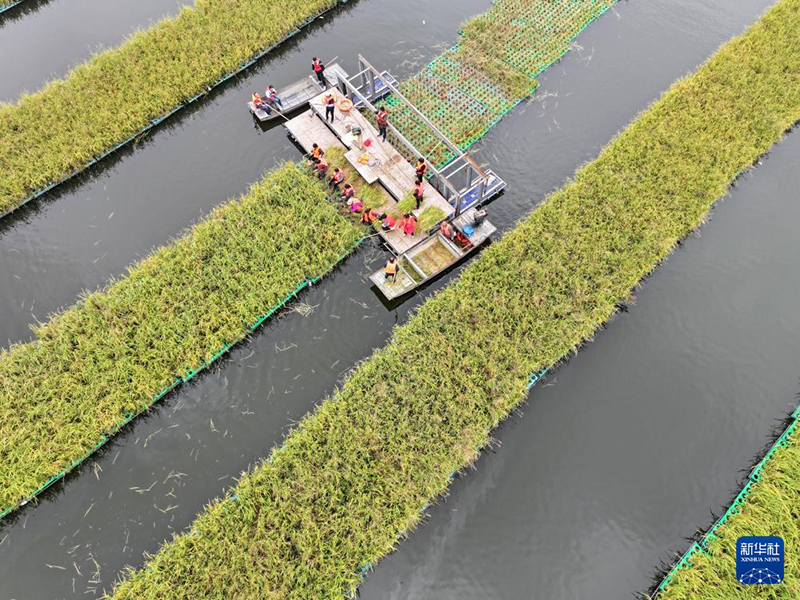 Су бетіндегі қалқыма егіндік