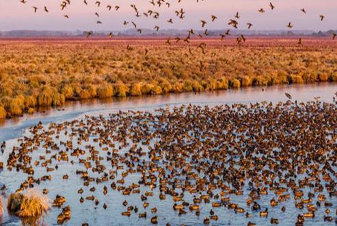 Хэйлунцзянның жайлы экологиясын мекендейтін жыл құстары көбейді