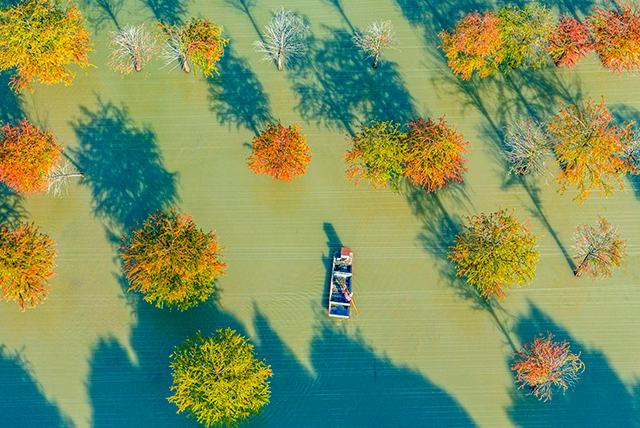 Цзянсу өлкесінің Сыхун ауданындағы орманды көл сызған суреттен аумайды