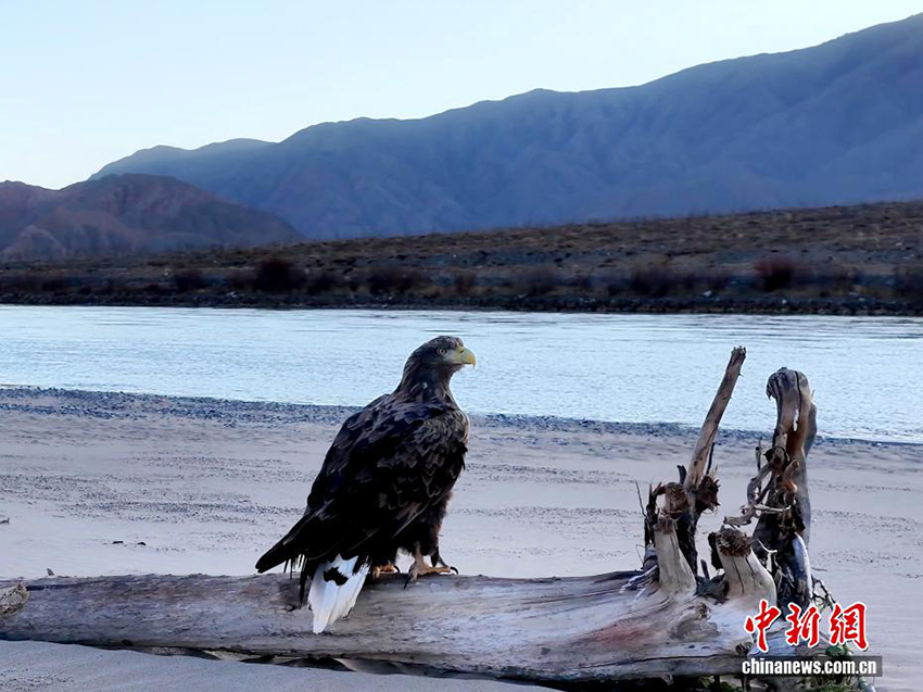 Цинхайдың Гуйдэ өңірінде «Аспан барысы» деп аталатын ақ құйрықты теңіз бүркіті байқалды