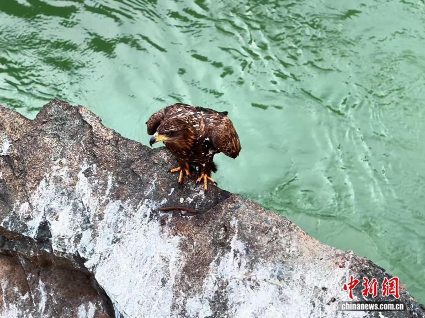 Цинхайдың Гуйдэ өңірінде «Аспан барысы» деп аталатын ақ құйрықты теңіз бүркіті байқалды