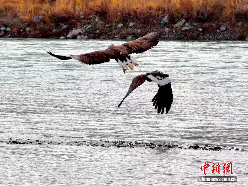 Цинхайдың Гуйдэ өңірінде «Аспан барысы» деп аталатын ақ құйрықты теңіз бүркіті байқалды