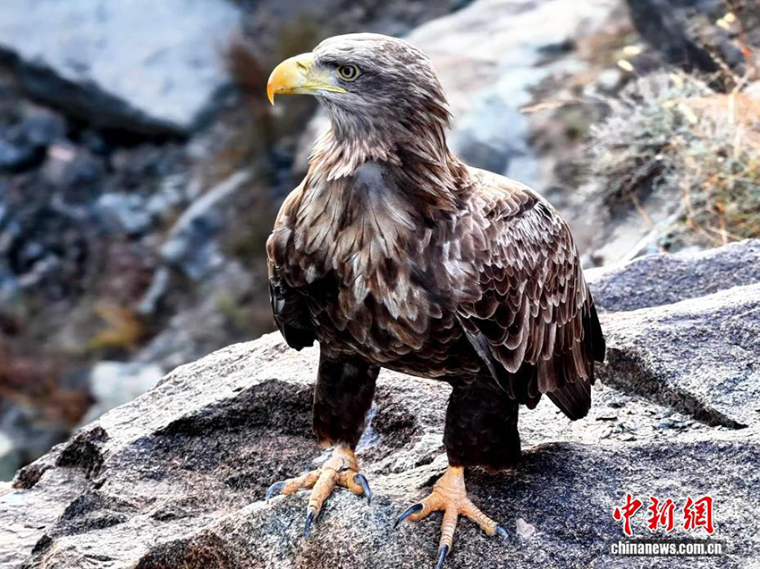 Цинхайдың Гуйдэ өңірінде «Аспан барысы» деп аталатын ақ құйрықты теңіз бүркіті байқалды