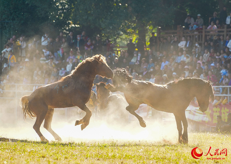 Гуансидің Жуншуй қаласында «Жылқы патшасы» байқауы өтті