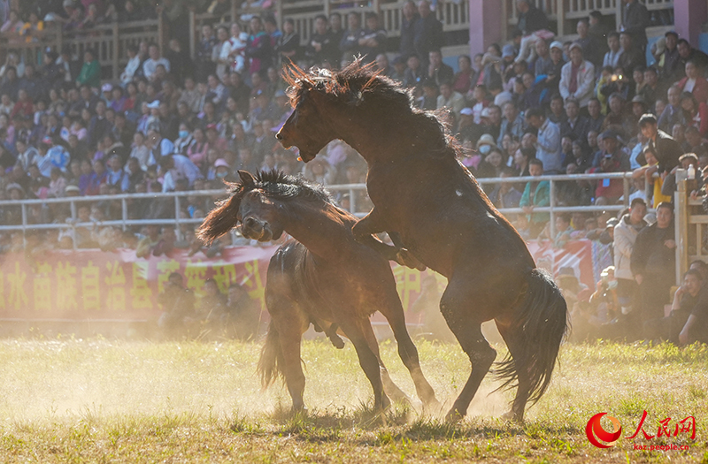 Гуансидің Жуншуй қаласында «Жылқы патшасы» байқауы өтті
