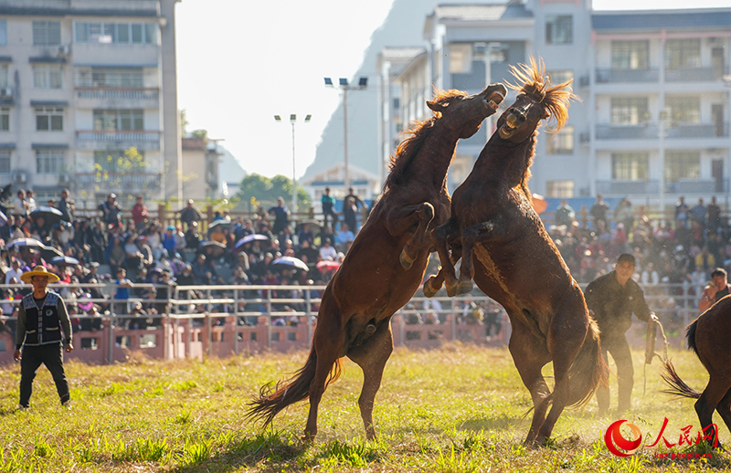 Гуансидің Жуншуй қаласында «Жылқы патшасы» байқауы өтті