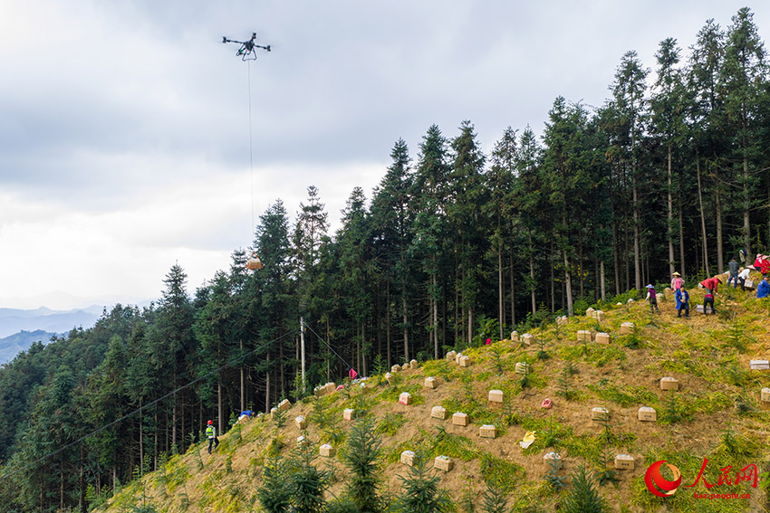 Мэншань, Гуанси: Дронмен зімбір жинау қызу жүріп жатыр