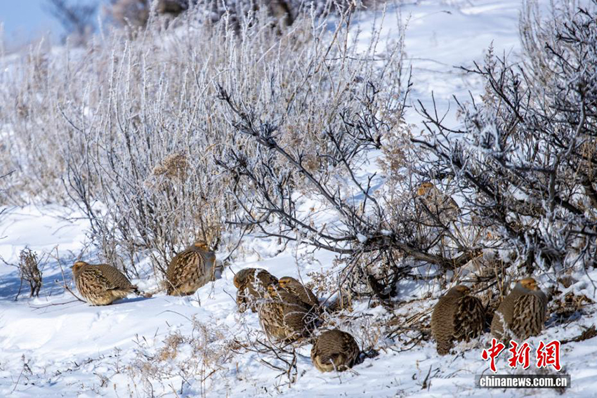 Силиньгол: қарлы алқаптағы тіршілік тынысы
