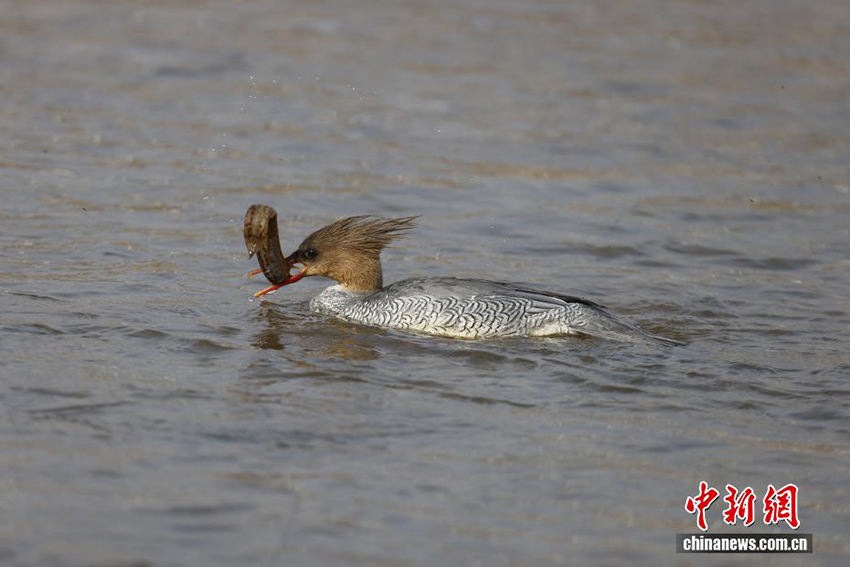 «Құстар пандасы» қытайлық Цюша үйрегі Хэнаньның Луши өңірінде пайда болды