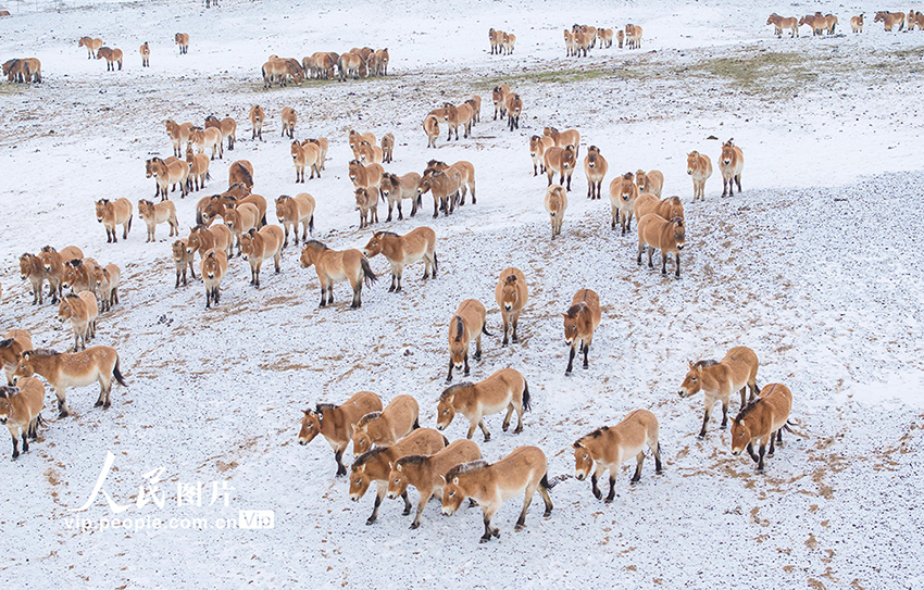 Санжы, Шыңжаң: Қарда жайылған керқұландар