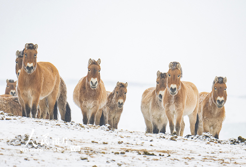 Санжы, Шыңжаң: Қарда жайылған керқұландар