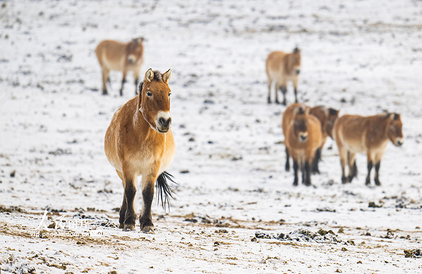 Санжы, Шыңжаң: Қарда жайылған керқұландар