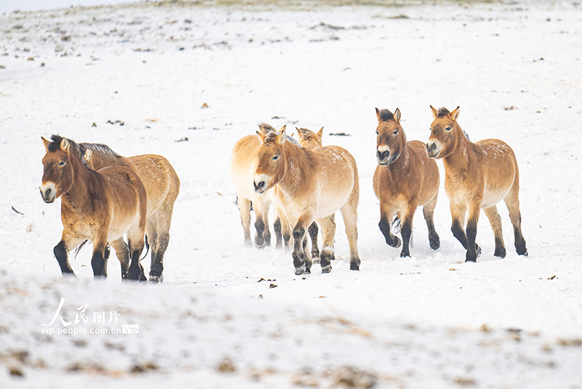 Санжы, Шыңжаң: Қарда жайылған керқұландар