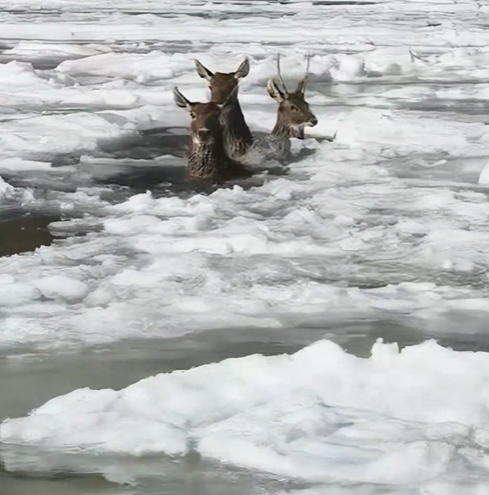 Полиция қызметкерлері ор ауыз бұғыларды құтқарды