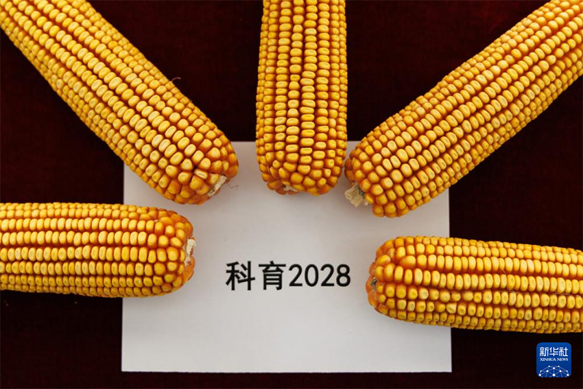 Бүкіл тізбектегі технология жетістігі – «бір тұқымды» дәл жобалау жүзеге асырылды