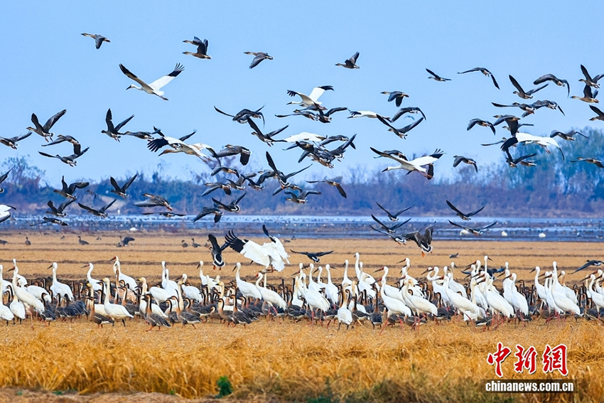 Юйгань, Цзянси: Поян көліндегі экологиялық сурет - жыл құстарын қарсы алу