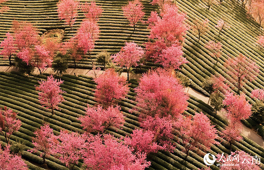Юньнаньда қыста гүлдеген шие гүлдері мен жап-жасыл шай алқабы көздің жауын алады