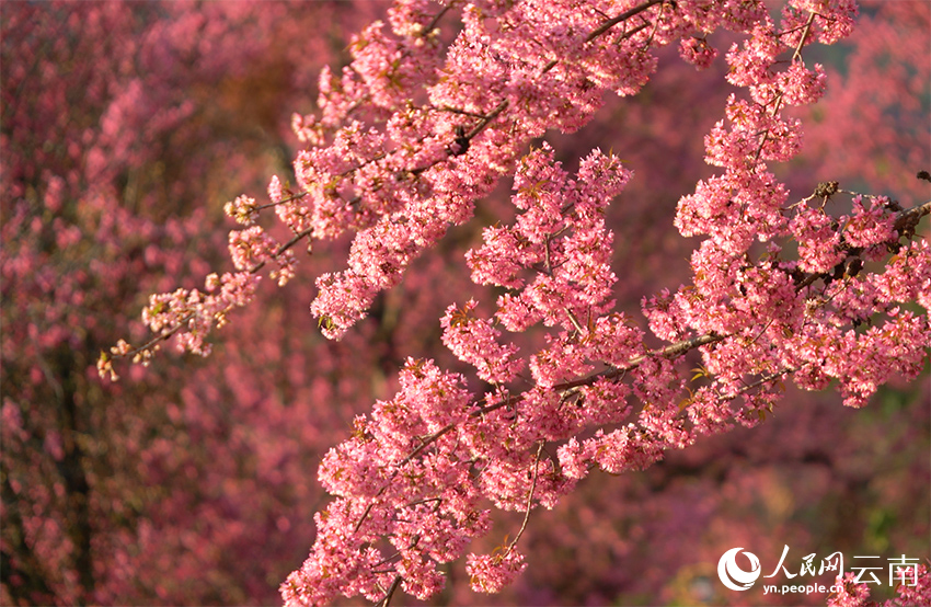 Юньнаньда қыста гүлдеген шие гүлдері мен жап-жасыл шай алқабы көздің жауын алады