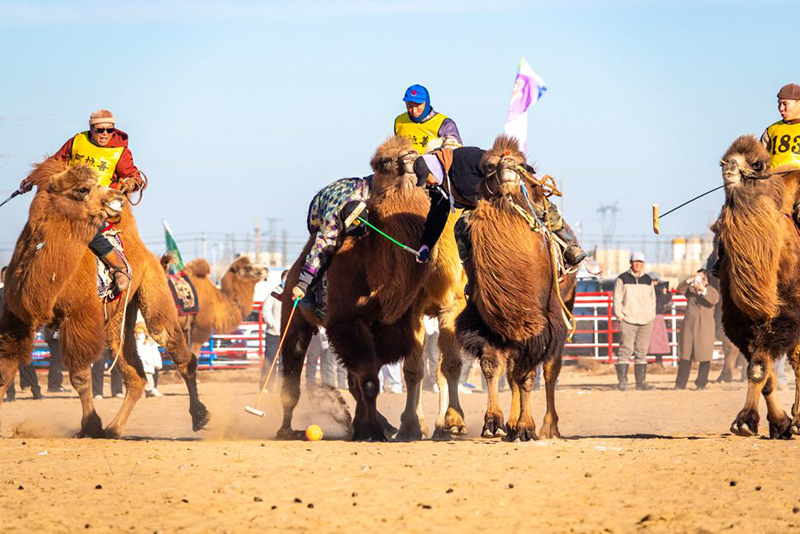 Ішкі Моңғол: 2025 жылғы Алашань түйе ойындары премьер-лигасы қызу жүріп жатыр
