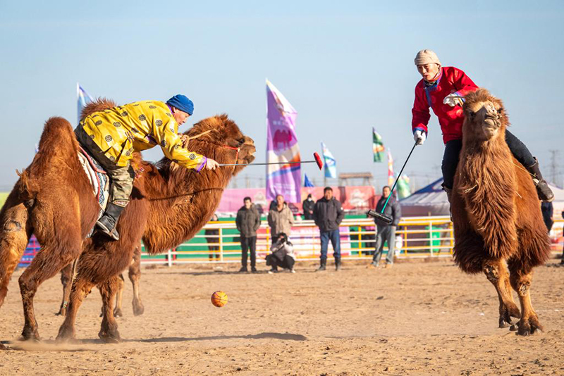 Ішкі Моңғол: 2025 жылғы Алашань түйе ойындары премьер-лигасы қызу жүріп жатыр