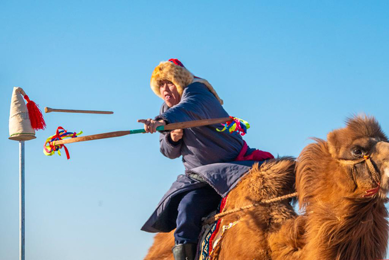 Ішкі Моңғол: 2025 жылғы Алашань түйе ойындары премьер-лигасы қызу жүріп жатыр