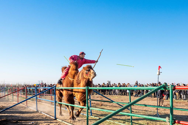 Ішкі Моңғол: 2025 жылғы Алашань түйе ойындары премьер-лигасы қызу жүріп жатыр