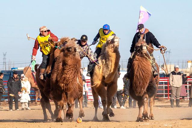 Ішкі Моңғол: 2025 жылғы Алашань түйе ойындары премьер-лигасы қызу жүріп жатыр