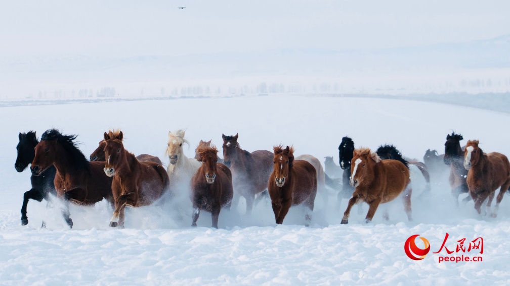 Шыңжаңның Моңғұлкүре ауданындағы ақша қарда тұлпарлар жүйіткіді