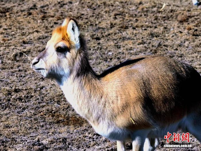 Цинхай көлінің солтүстік жағалауындағы Сицзан бөкені қорығы: топтасып жайылған бөкендер