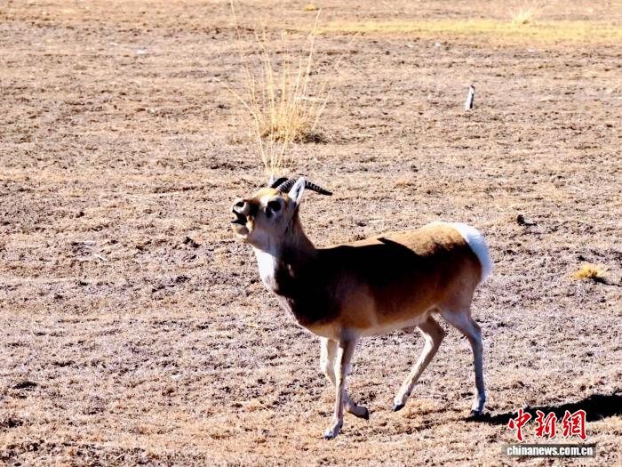 Цинхай көлінің солтүстік жағалауындағы Сицзан бөкені қорығы: топтасып жайылған бөкендер