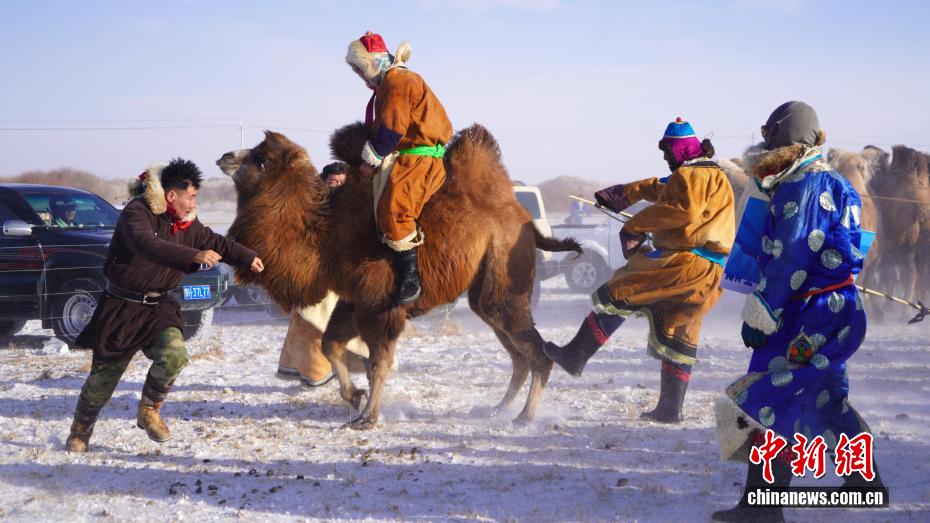 -30℃ Ішкі Моңғұл сахарасында шопандар түйе жуастырды