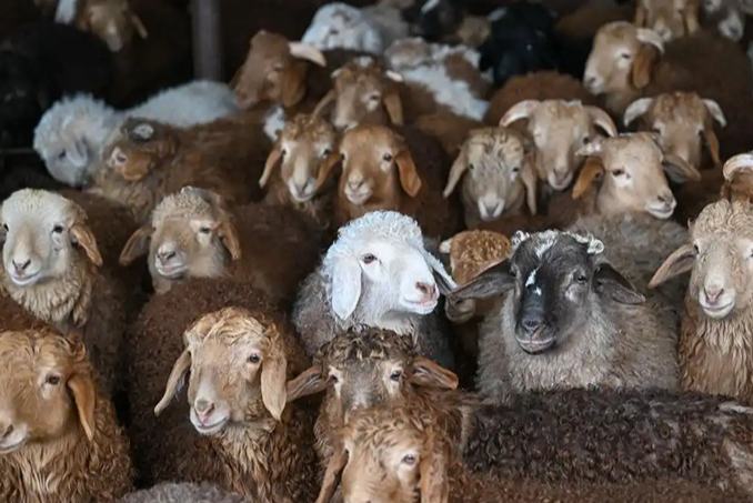 Шыңжаңда көктемгі төлдеу жұмыстары қызу басталды