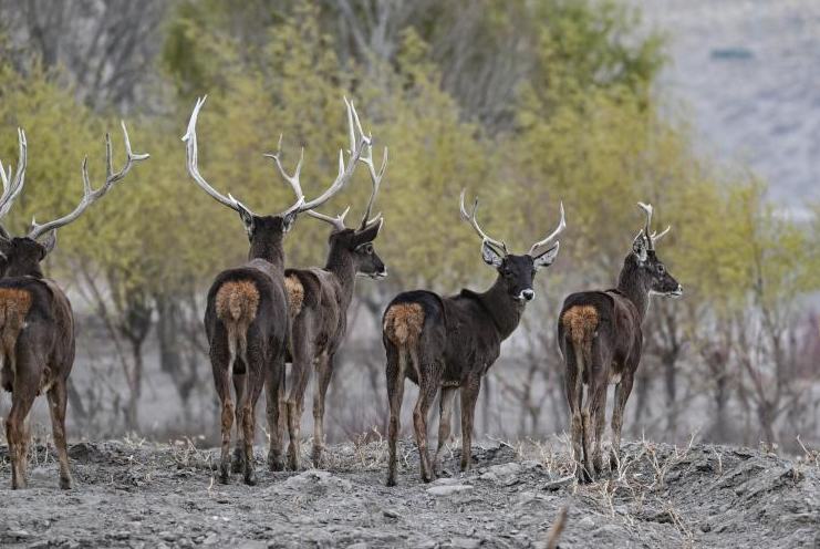 Сицзанның Шаннань қаласында ақ ауыз бұғылар көбейіп келеді