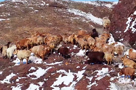 Алтай малшылары көктемгі көші-қонын бастады