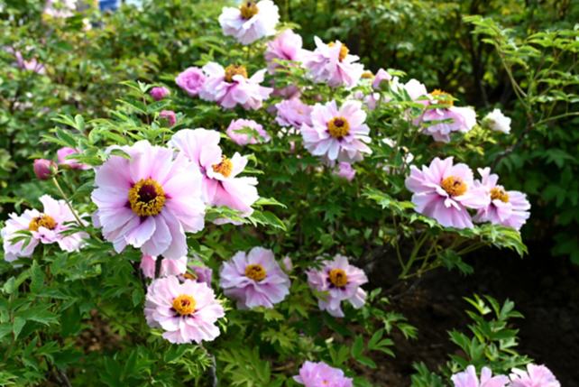 Лоян пиондары гүлдей бастады