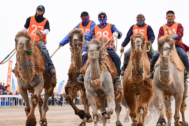 Ішкі Моңғұлдың Эзнээ өңірінде түйе және ат бәйгесі өтті