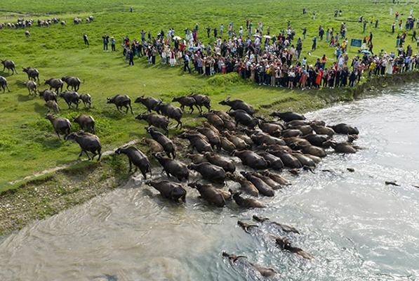 Сычуань өлкесінің Пэнъань ауданы Цзялин өзенінің бойында жүздеген сиыр өзеннен өтті